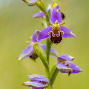 Ophrys – Orchids get a quote