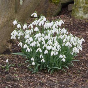 Galanthus ‘S. Arnott’ – Galanthus ‘Arnott’s Seedling’ – Galanthus ‘Sam Arnott’ – Snowdrop – get a quote