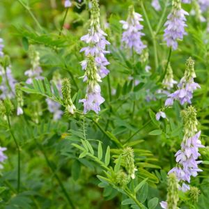 Galega officinalis – Goat’s Rue – get a quote