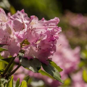 Rhododendron insigne – Azaleas – get a quote