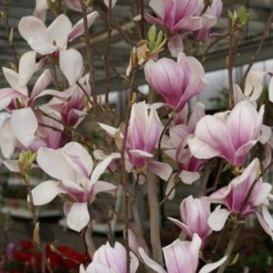 Magnolia x soulandeana – Saucer magnolia –  – Saucer Magnolia – Tulip Magnolia get a quote