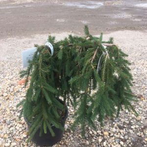 Topiary – Weeping norway spruce – Picea abies ‘Pendula’ get a quote