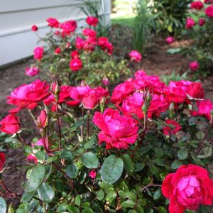 Rosa ‘Knockout Double Red’ – Rose ‘Knockout Double Red’ get a quote