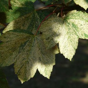 Acer pseudoplatanus ‘Leopoldii’ – ‘Sycamore Maple’ – ‘ ‘Planetree Maple’ – Maple get a quote