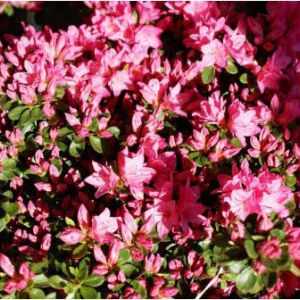 Rhododendron – Azalea x ‘Tradition’ – Tradition Azalea get a quote