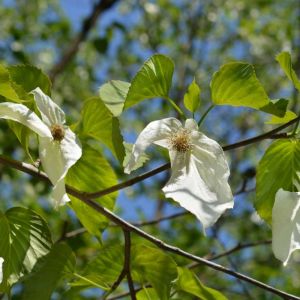 Davidia involucrate var. vilmoriniana – Dove Tree – Ghost Tree – Handerchief Tree – get a quote