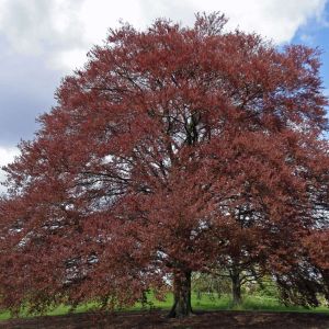 Fagus sylvatica f. purpurea – Copper Beech  – Common Beech – European Beech – Beech   – get a quote