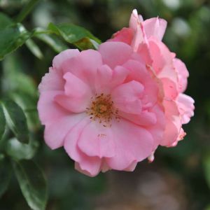Rosa ‘Bantry Bay’ – Rose ‘Bantry Bay’ get a quote