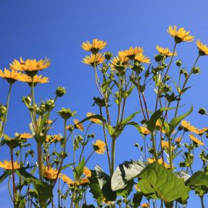Silphium perfoliatum – Cup Plant – Prairie Dock – Rosinweed – get a quote