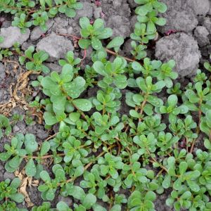 Purslane get a quote