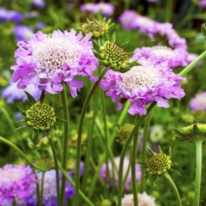 Scabiosa ‘Pink mist’ – Dwarf pincushion flower – get a quote