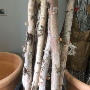Birch logs get a quote