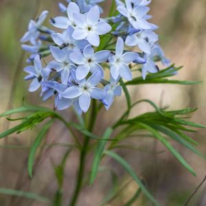 Amsonia ciliata – Blue milkweed – Blue Star – Rhazya get a quote