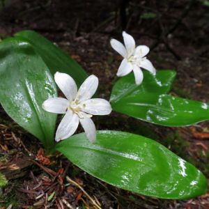 Clintonia uniflora – Bride’s Bonnet – Queencup – get a quote
