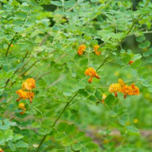 Colutea orientalis – Bladder Senna – get a quote