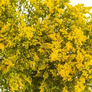 Koelreuteria elegans – Flamegold Tree – get a quote