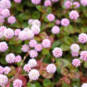 Persicaria capitata – Polygonum – capitatum- Aconogonon – Bistorta – Polygonum – Tovara – Fleeceflower – Knotweed – get a quote