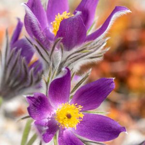 Pulsatilla vulgaris – Pasque Flower – Anemone pulsatilla – Anemone vulgaris – get a quote