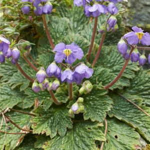 Ramonda myconi – Ramonda pyrenaica – Balkan Primrose – Pyrenean Primrose – Rosette Mullein – get a quote