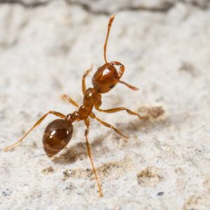 Red Imported Fire Ant – Solenopsis invicta get a quote