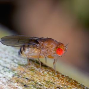 Spotted Wing Drosphila – Drosophila suzukii get a quote