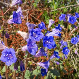 Phacelia campanularia – California bluebell – California Dessert Bluebell – – Scorpion Weed – get a quote