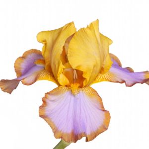 Iris ‘Brown Lasso’ get a quote