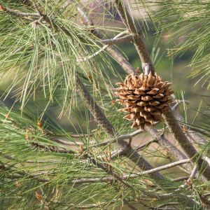 Pinus sabiniana – Digger Pine – Gray Pine – Pine – get a quote