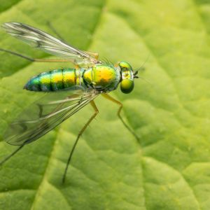 Longlegged Flies – Dolichopodidae get a quote