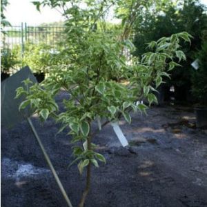 Cornus chinensis kousa ‘Wolfeyes’ – Dogwood – Wolf eyes dogwood – get a quote