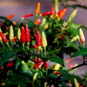 Pepper – Tabasco Hot Pepper – Hot get a quote