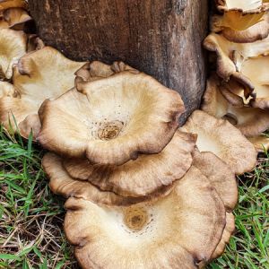 Honey Fungus get a quote