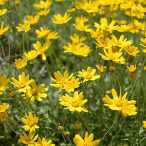Eriophyllum lanatum – Golden Yarrow – Woolly Sunflower – get a quote