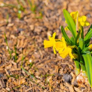 Narcissus ‘Little Gem’ – Daffodil ‘Little Gem’ get a quote