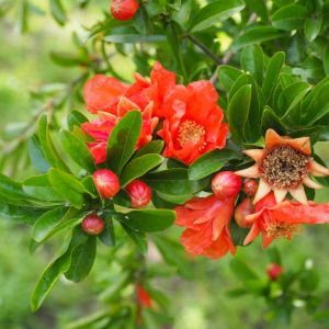 Punica granatum – Pomegranate – get a quote