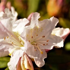 Rhododendron ‘Dora Amateis’ – Azaleas – get a quote