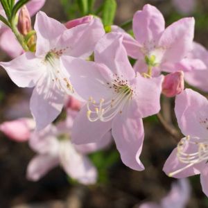 Rhododendron schlippenbachii – Royal Azalea get a quote