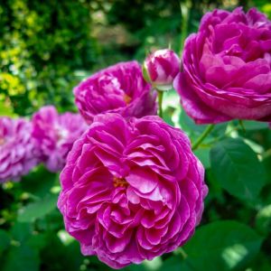 Rosa ‘Rose de Rescht’ – Rose ‘Rose de Rescht’ get a quote