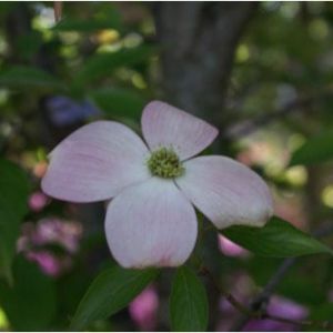 Cornus rutgan ‘Stellar pink’ – Dogwood r. ‘Stellar Pink’ – get a quote