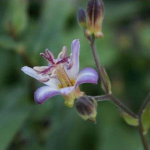 Tricyrtis ‘Empress’ – Toad lily – get a quote