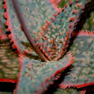 Aloe Donnie – Retro Succulents Donnie Aloe – get a quote