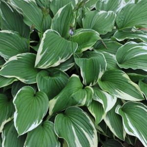 Hosta ‘Antioch’ – Plantain Lily ‘Antioch’ get a quote