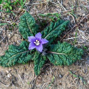 Mandragora officinarum – Common Mandrake – Devil’s Apples – Love Apple – Mandrake – get a quote