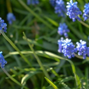 Muscari aucheri ‘Tubergenianum’ – Muscari tubergenianum – Muscari lingulatum – Muscarimia – Grape Hyacinth – get a quote