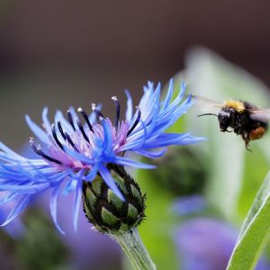 Bumble Bees – Bombus spp. get a quote