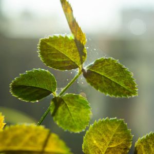 Spider Mites On Roses get a quote