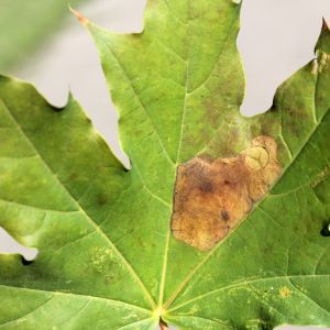 Maple Leafminer – Phyllonorcter aceriella get a quote