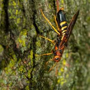 Pigeon Tremex – Tremex columba get a quote