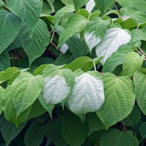 Actinidia kolomikta ‘Arctic Beauty’ – Variegated Kiwi vine – get a quote