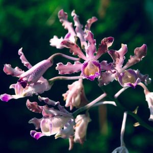 Schomburgkia – orchids get a quote